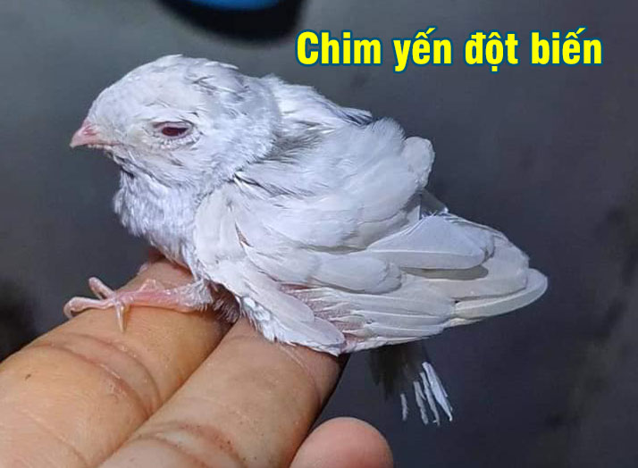 Đàn chim đột biến gen quý hiếm trị giá 10 tỷ của nghệ nhân Chương Tailor |  Tin tức Vietnamnet - YouTube