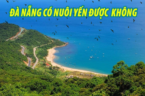 Ảnh nuôi yến - Bán đảo sơn trà