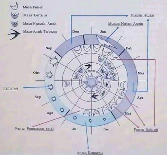 La bàn chim yến phát triển