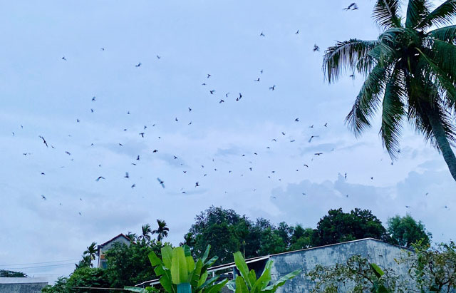 Môi trường chim yến
