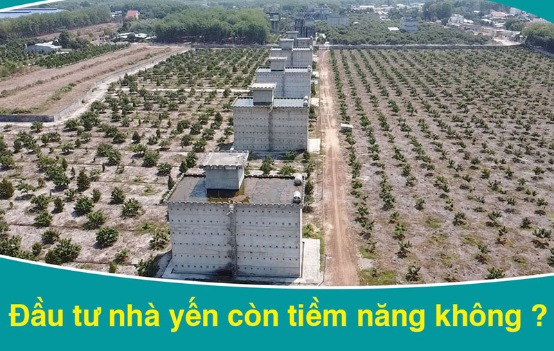 Đầu tư nhà nuôi yến còn tiềm năng không