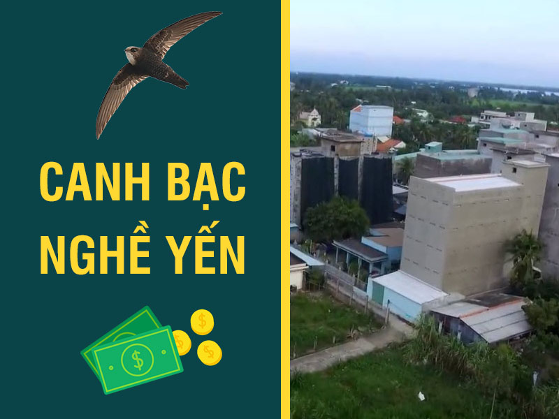 Hình ảnh canh bạc nghề yến
