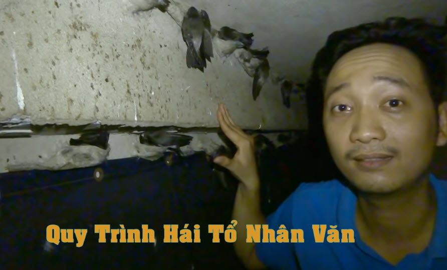 Quy trình hái tổ nhân văn tại Hưng Pimira