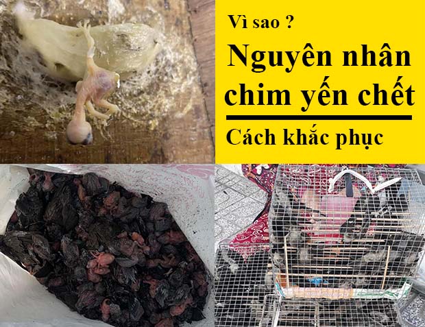 nguyên nhân chim yến chết
