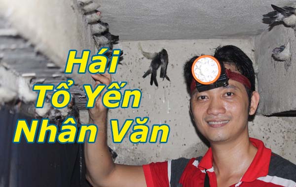 Hái tổ yến nhân văn