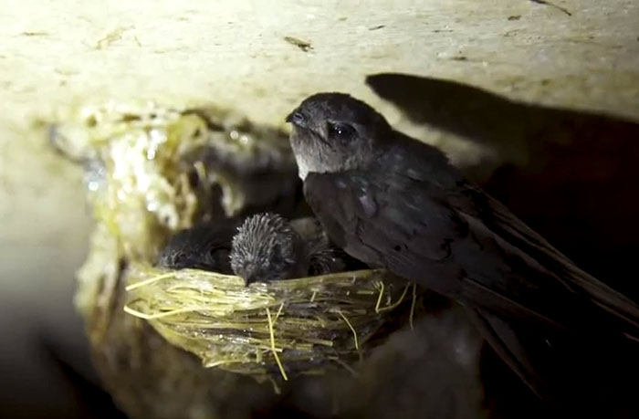 Xây nhà nuôi yến Philiphines