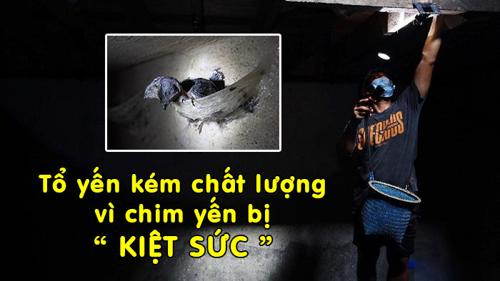 Tổ yến kém chất lượng vì kiệt sức